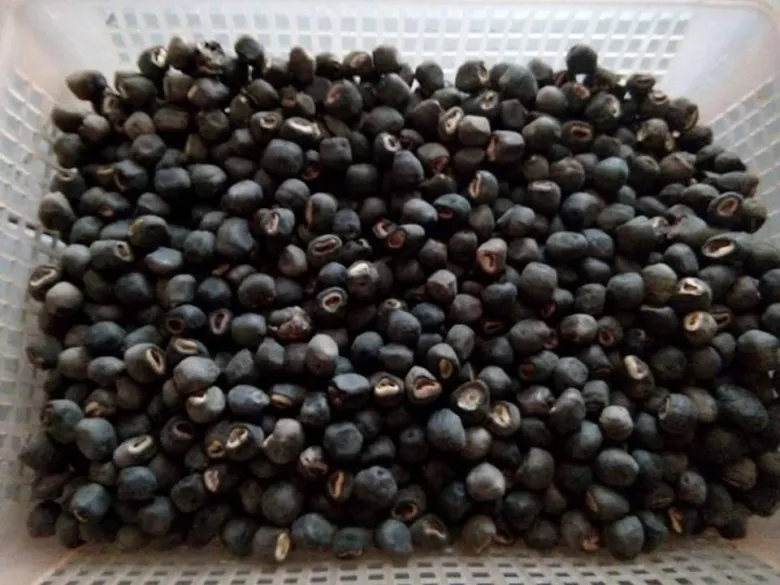 Hạt chuối cô đơn được thu hoạch và phơi khô, là nguyên liệu quý trong các bài thuốc dân gian