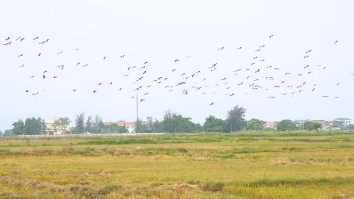 Sự hiện diện của loài cò nhạn quý hiếm là minh chứng cho sự cân bằng của hệ sinh thái địa phương.