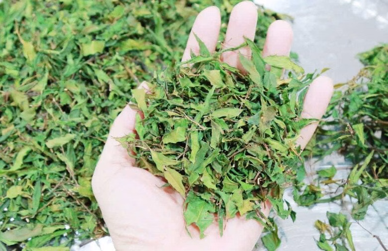 Lá đinh lăng khô rất tốt cho sức khỏe và giấc ngủ