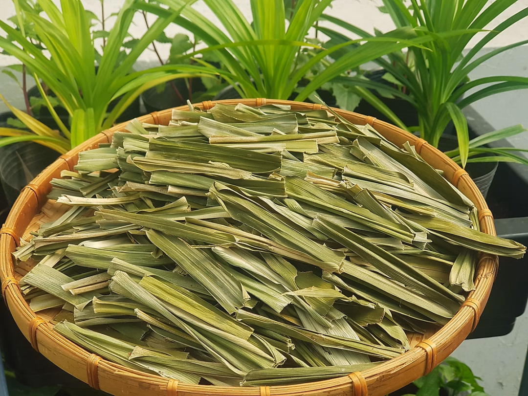 Lá dứa sau khi phơi khô sẽ cô đọng dược chất, thường dùng để hãm trà hoặc làm thuốc